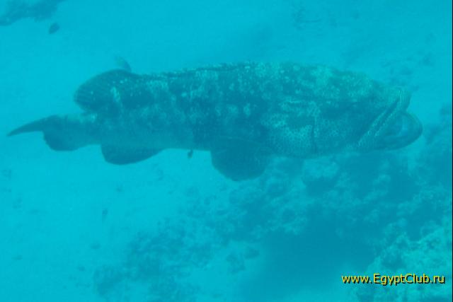 ���� #20 � �������� ����� � DOMINA CORAL BAY