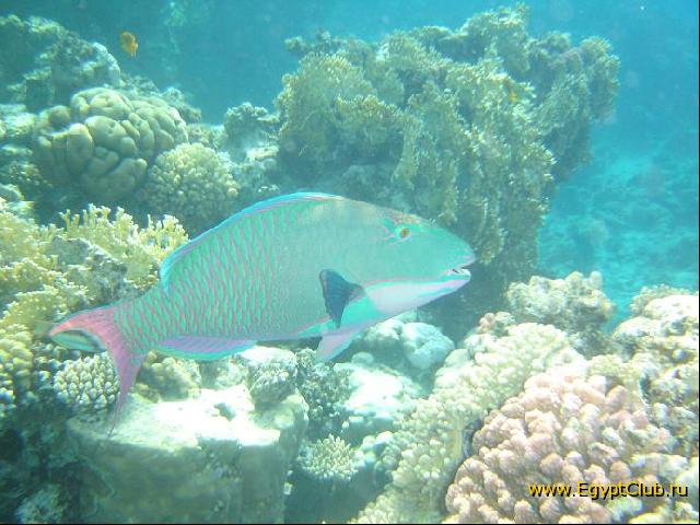 ���� #21 � �������� ����� � DOMINA CORAL BAY