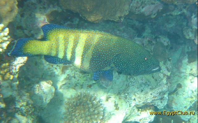 ���� #22 � �������� ����� � DOMINA CORAL BAY