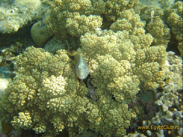 ���� #23 � �������� ����� � DOMINA CORAL BAY