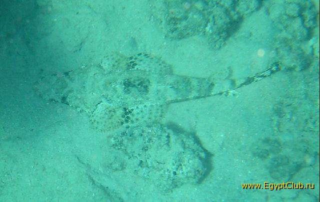 ���� #24 � �������� ����� � DOMINA CORAL BAY