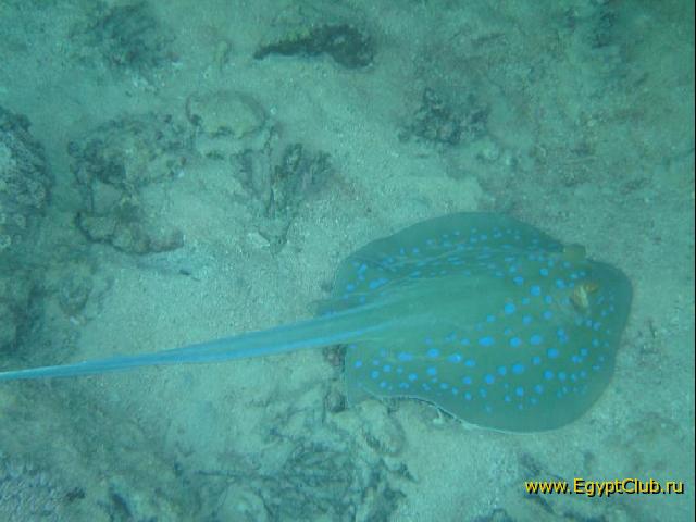 ���� #25 � �������� ����� � DOMINA CORAL BAY