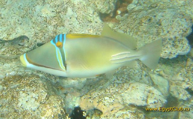 ���� #27 � �������� ����� � DOMINA CORAL BAY