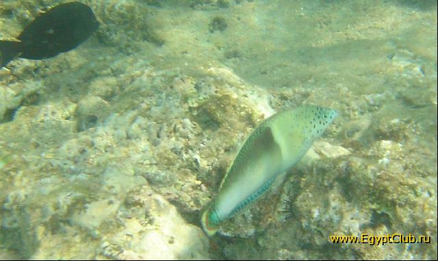 ���� #28 � �������� ����� � DOMINA CORAL BAY