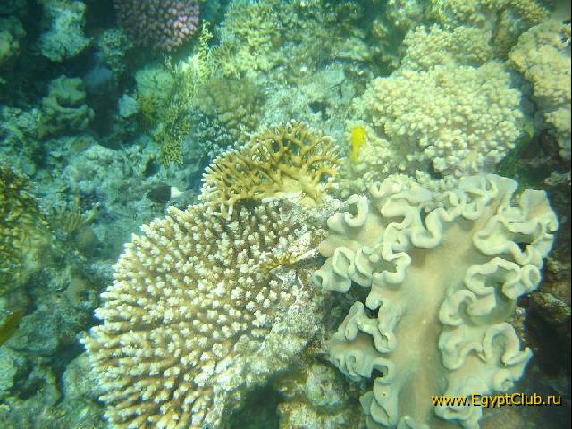 ���� #30 � �������� ����� � DOMINA CORAL BAY