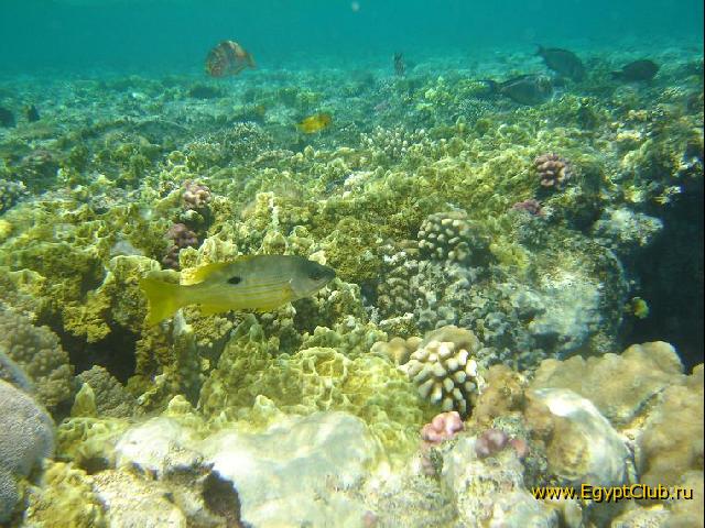 ���� #33 � �������� ����� � DOMINA CORAL BAY