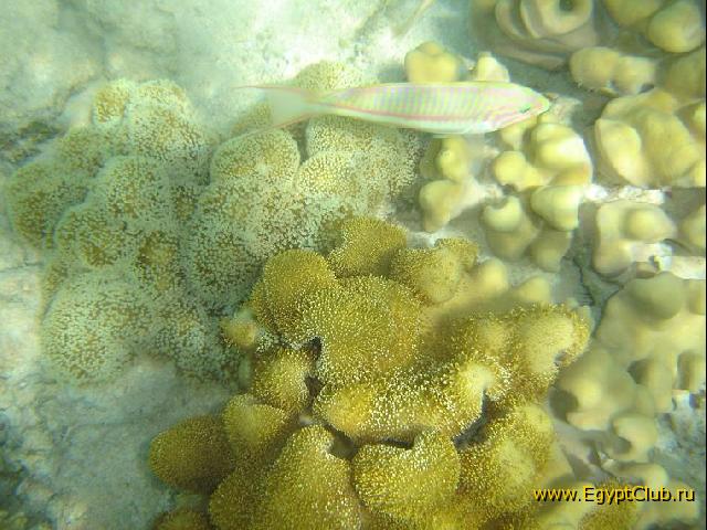 ���� #34 � �������� ����� � DOMINA CORAL BAY