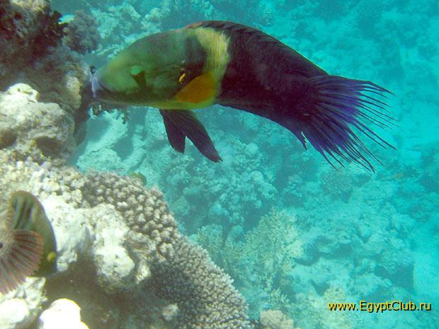 ���� ������