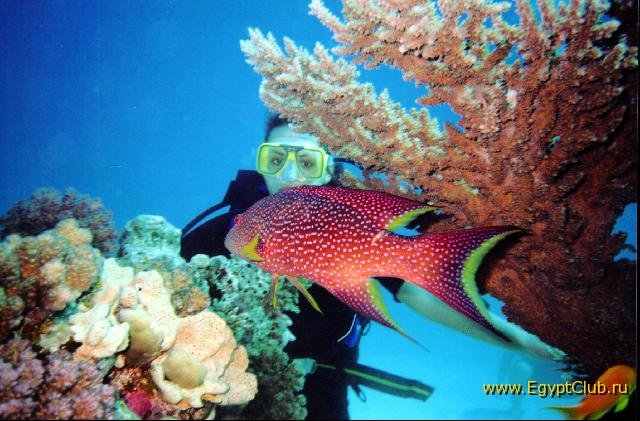 ��� �������� �������