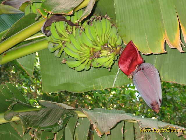 ��������-�����)