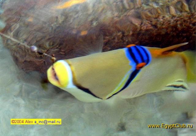 ����-�������...