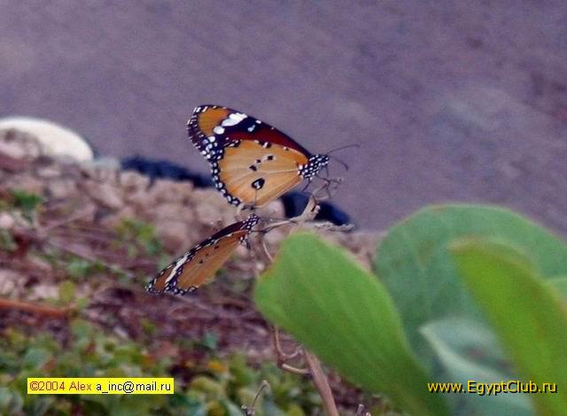 �������...