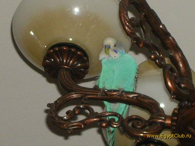 ��� ����������� �����