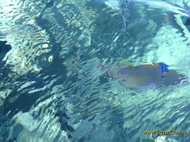 ����� �������