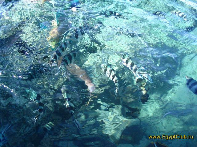 ��� �����