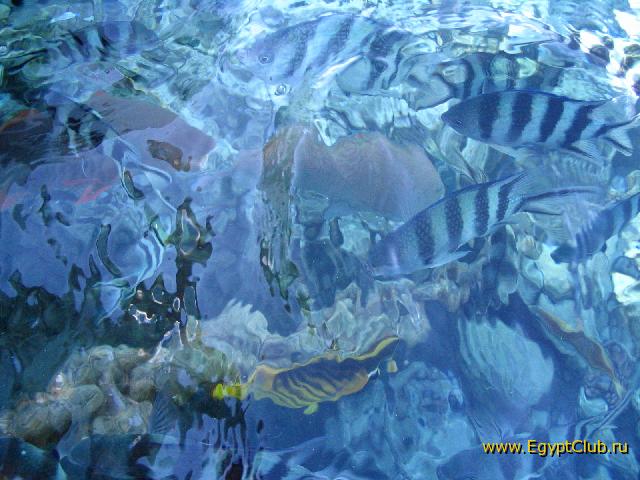 �������� � �����������