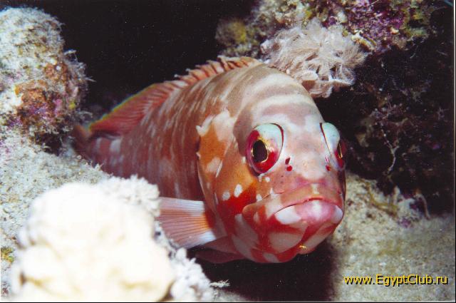 ������� ����!