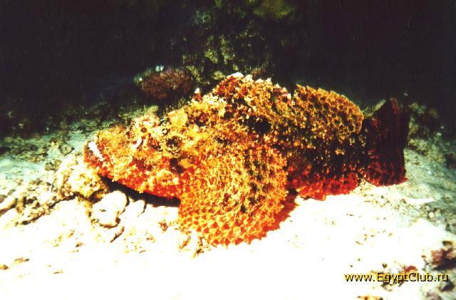 ��������.