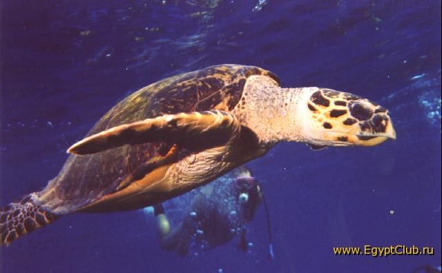 �������� �������.