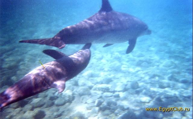 �������� - ���� ������.