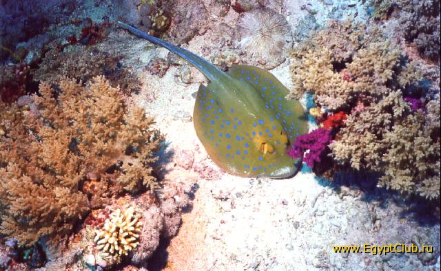 ������ ���������.