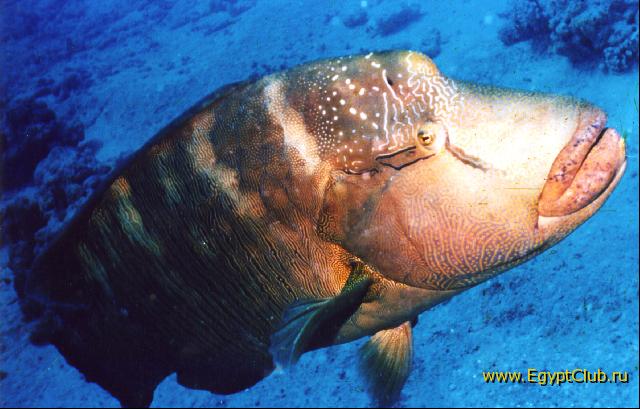 ��������(���)!!!