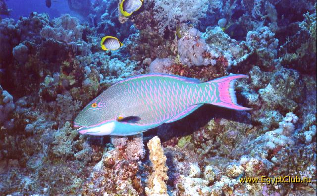 ����������.