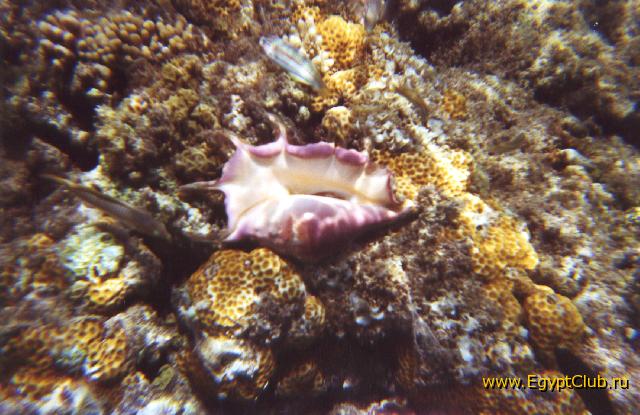 �������������� ������.