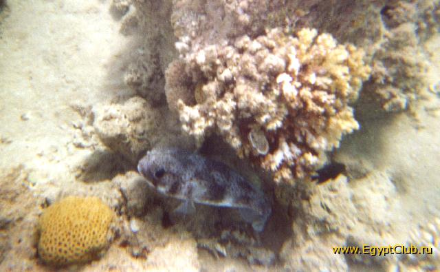 ������� ���������... ����-��.