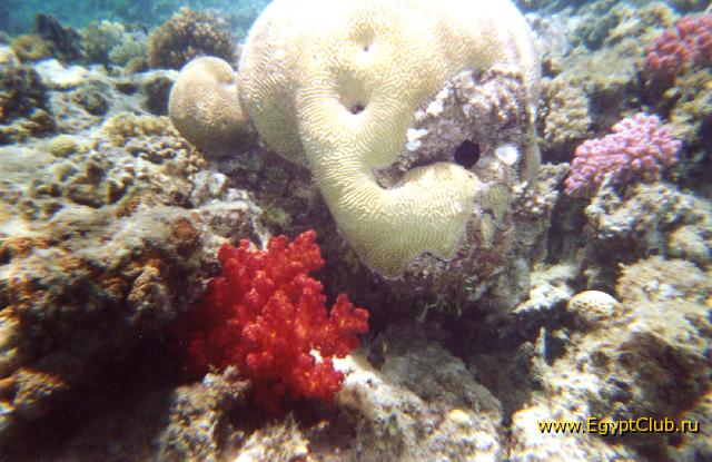 ��� ����� ��������, �������.