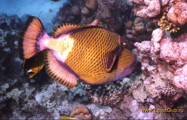 ����� - ��������� �������� ����.