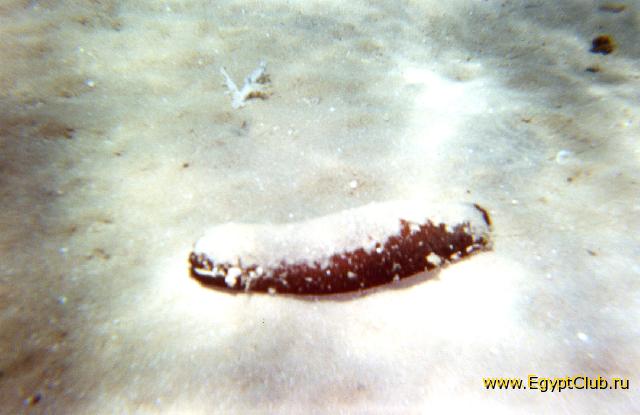 ��������������.