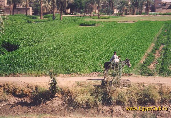 ������ ����.