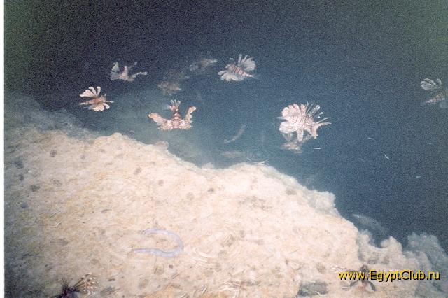 ��������.