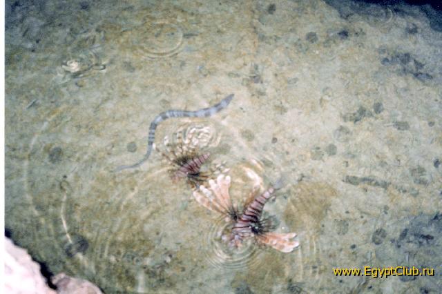 ������ � ��������.