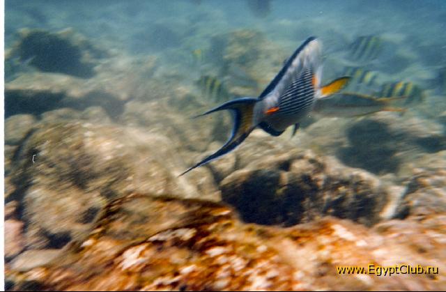 ��������� �������� ����.