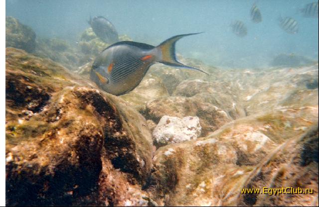 ��������� �������� ����.