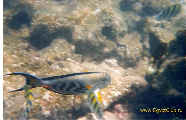 ��������� ������� ����.