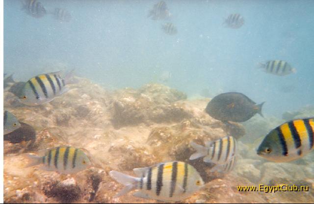 ����� �� ����.