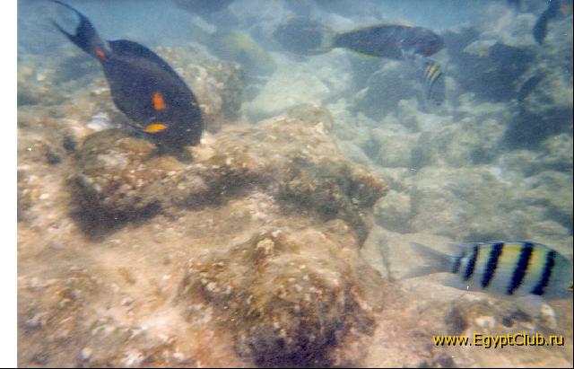 �� ����.