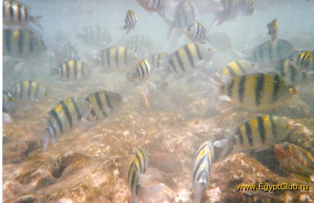 �������� �����.