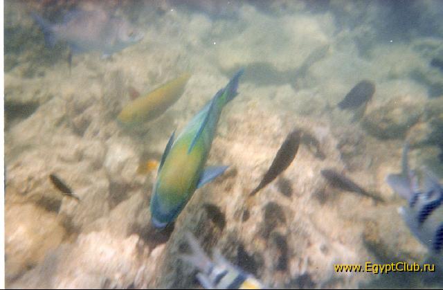 ����� �� ����.