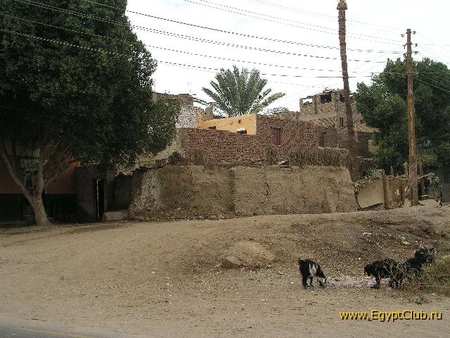 � �������