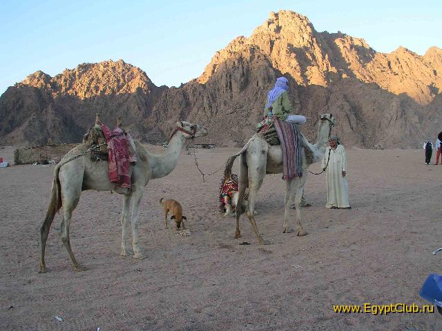 ��� ��������