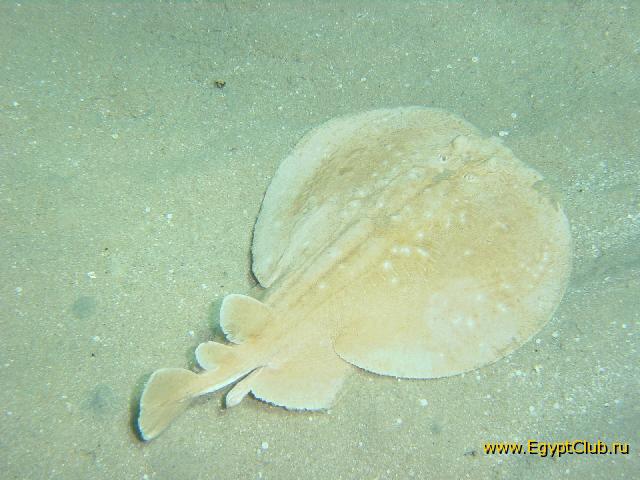 ���� ��� �� ����