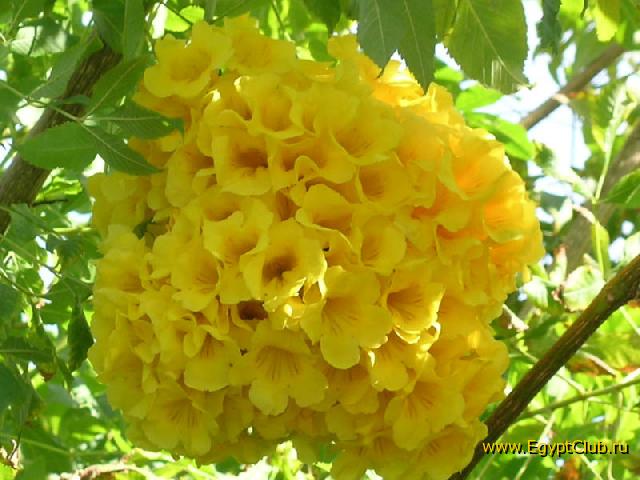 �����, �����...