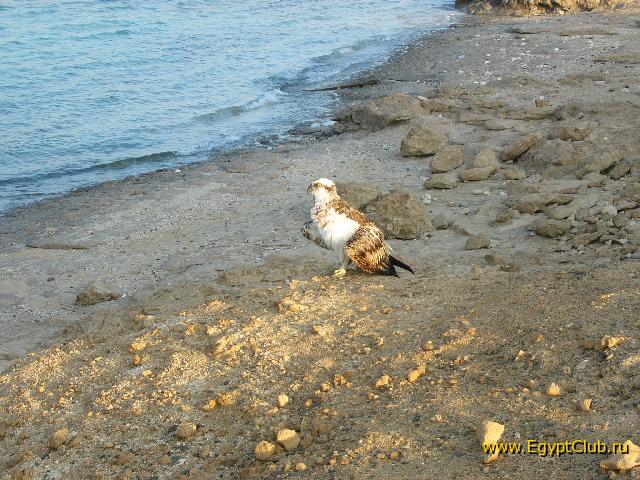 ����� ��� ����������