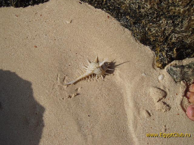 ������� ������