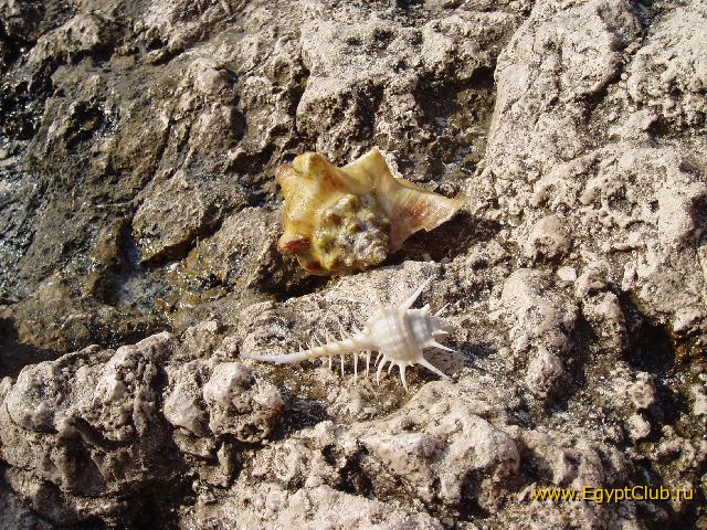 ������� ������