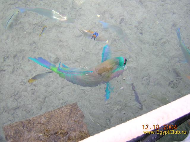 ����-�������